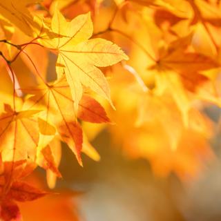 Jesenná vychádzka v školskom klube detí